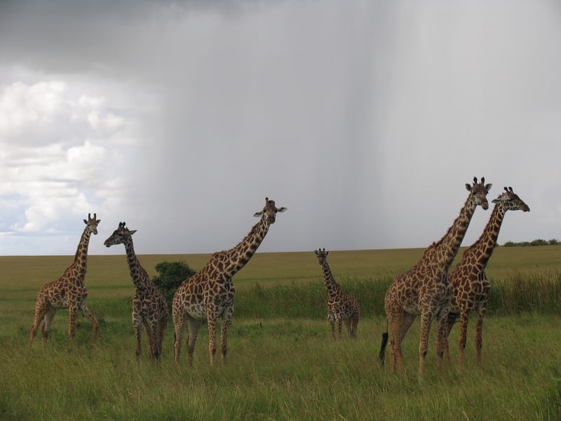 Maasai Mara, Kenya